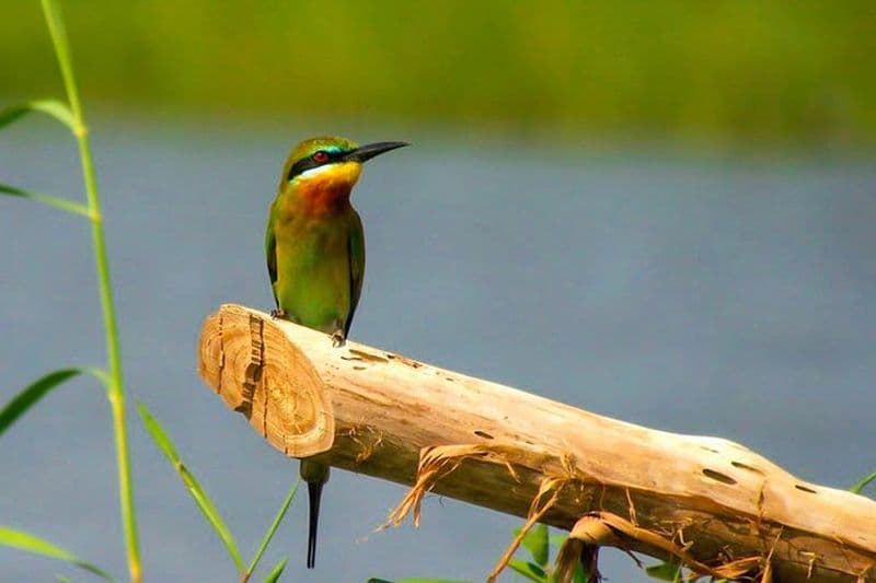 Promenade en bateau d'observation des oiseaux dans le marais de Muthurajawela