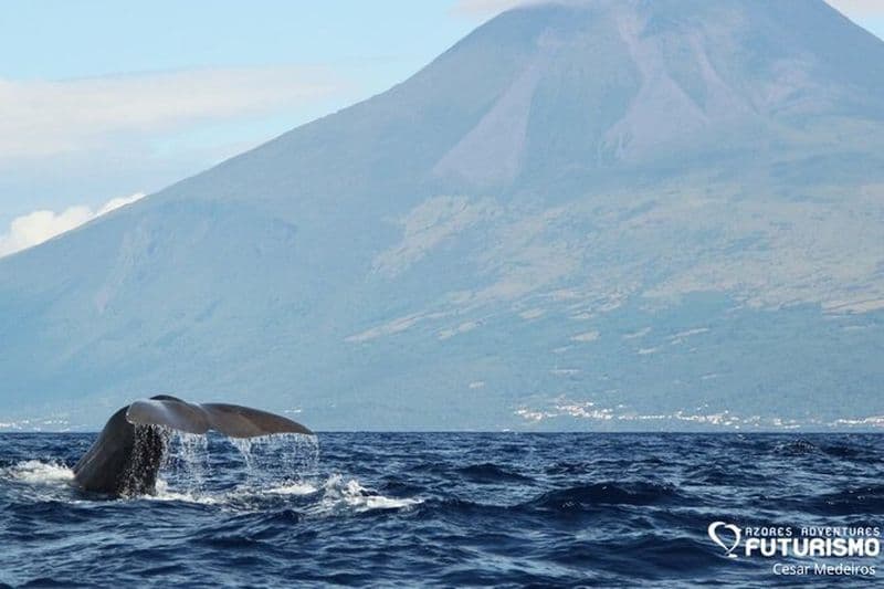 Observation des baleines et des dauphins sur l'île de Pico