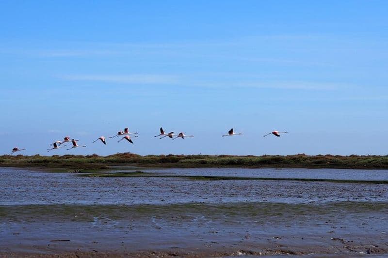 Excursion en bateau - Observation des oiseaux dans la réserve naturelle du Tage