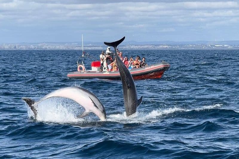 Albufeira : visite des dauphins et des grottes
