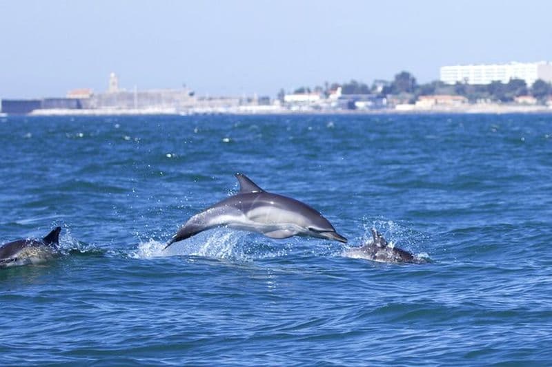 Observation des Dauphins à Lisbonne