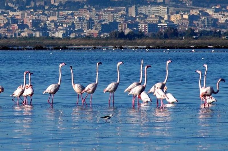 Excursion en Segway pour voir les flamands roses