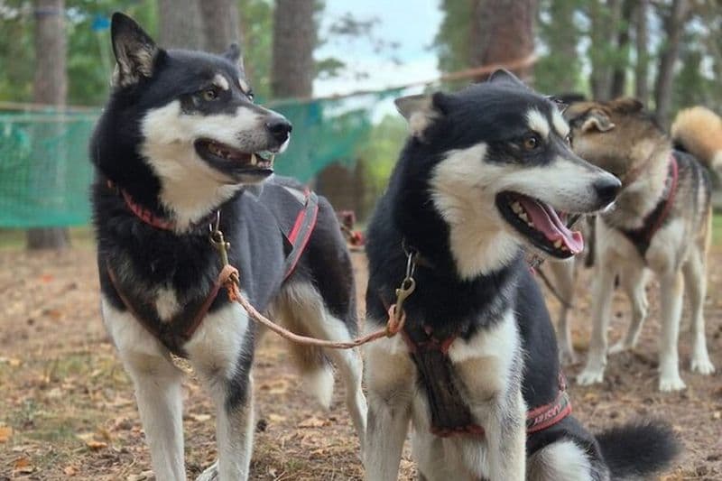 Husky Trekking dans le parc naturel près de Vilnius