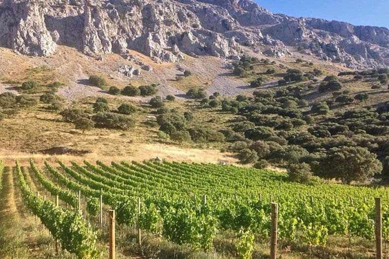Visite classique des vignobles d'Antequera