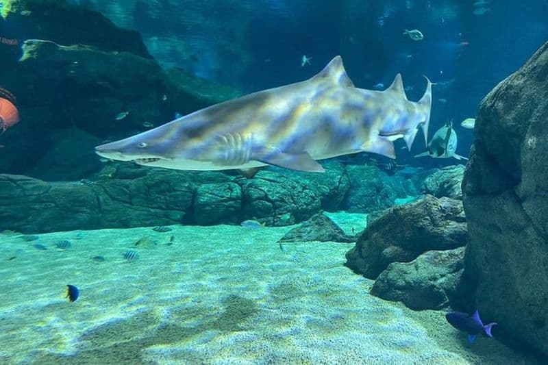 Plongée en apnée avec les tortues géantes, l'aquarium Odyseo et Port Louis