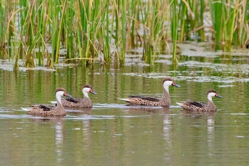 Observation des oiseaux de Santiago : Andes ou côte Pacifique. Visite flexible