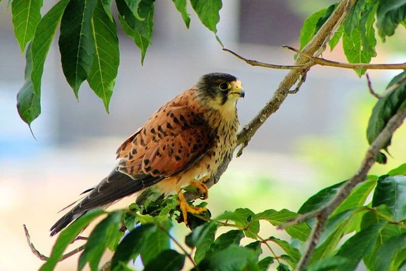 Billet Observation des oiseaux Les Rapaces à Madère