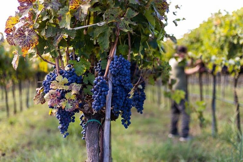 Billet Expérience de dégustation de vin lent et de Tartufo Gelato