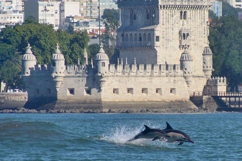 Rencontrez les dauphins de Lisbonne - Observation des dauphins à Lisbonne