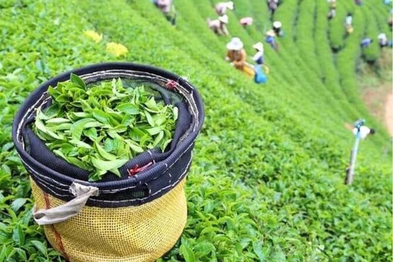 Bogor Puncak "Plante à thé et parapente" Chauffeur privé interactif