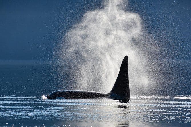 Croisière d'observation des baleines avec commentaire et arrêt pour voir le glacier