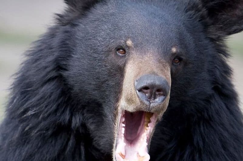 Ours, totems et bière locale Alaskan Combo Tour