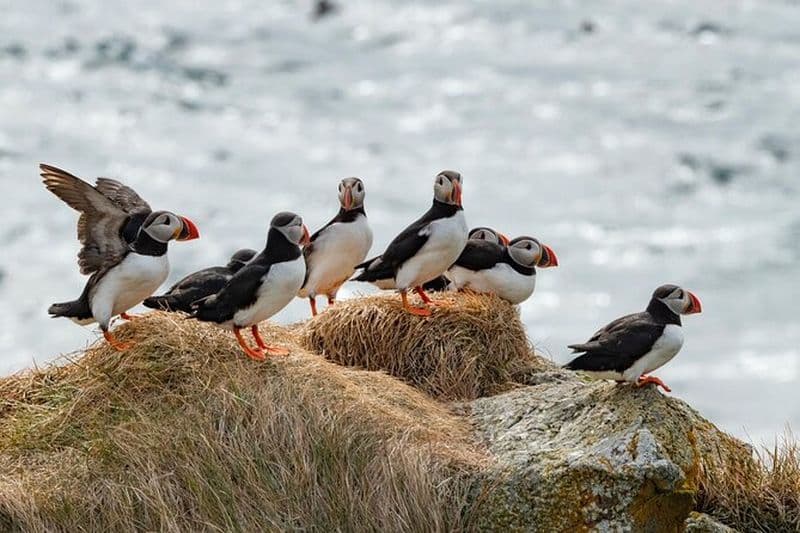 Puffin Party Voile panoramique autour de Vigur