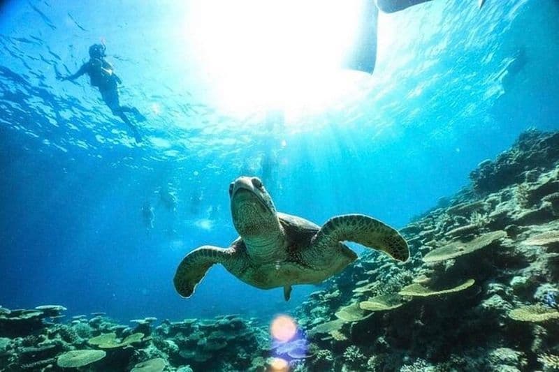 Excursion d'une demi-journée sur l'île d'Iriomote à Okinawa avec les tortues de mer sur « l'île miracle » faite de fragments de corail !Plongée en apnée en bateau sur l'île de Baras