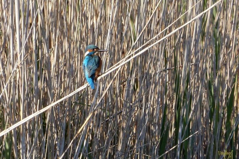Observation des oiseaux Boccadoro : la faune de la zone humide