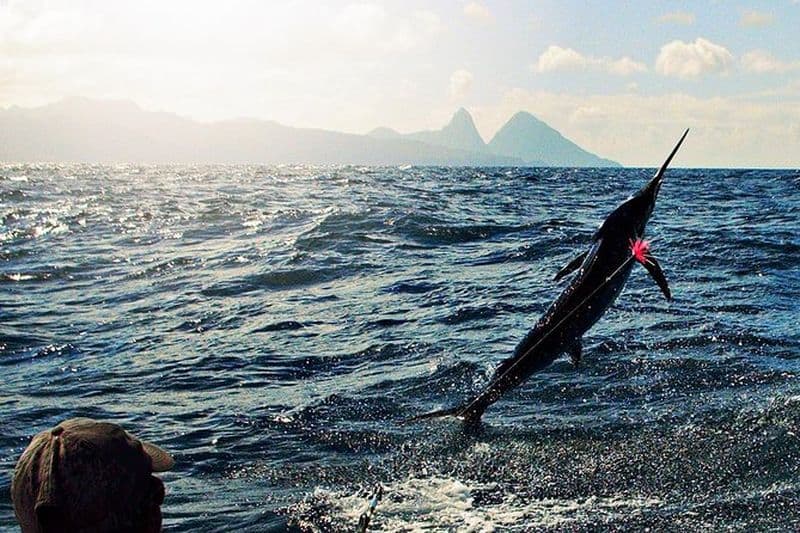 St Lucia Tour de pêche sportive