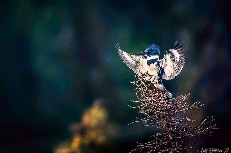 Atelier de photographie privé d'une journée complète à Fairbanks