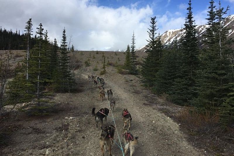 Aventure en traîneau tiré par des chiens et recherche d'or dans le Yukon