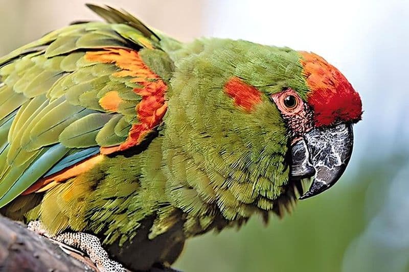 Randonnée à Sucre, Explorez et découvrez le parc protégé Monte Villca