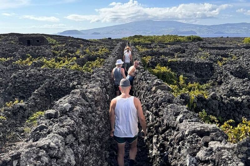 Culture viticole de l'île de Pico - Visite privée (+ dégustation de vin en option)