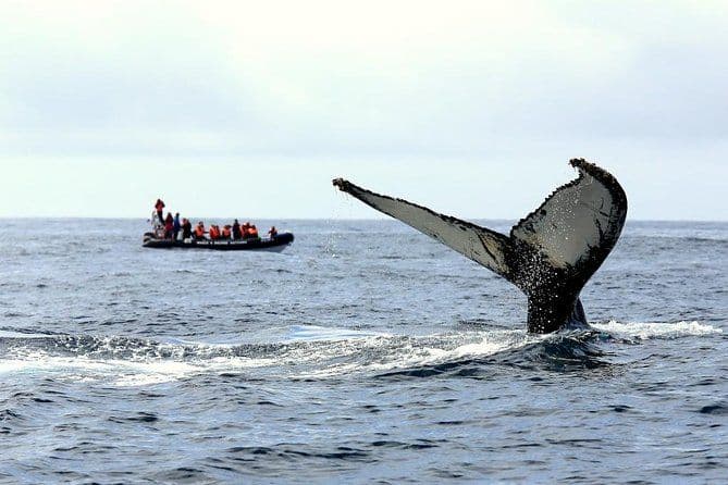 Parmi les baleines Dauphins et volcans Excursion d'une journée complète avec déjeuner
