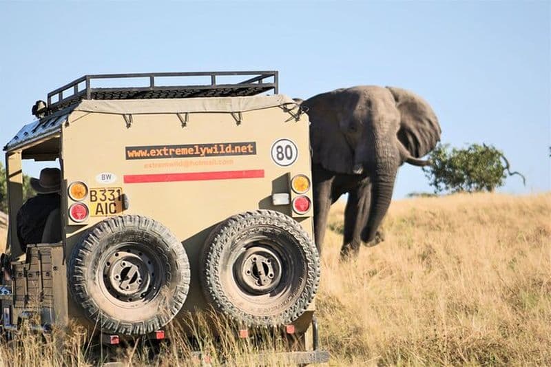 Excursion d'une journée à Moremi