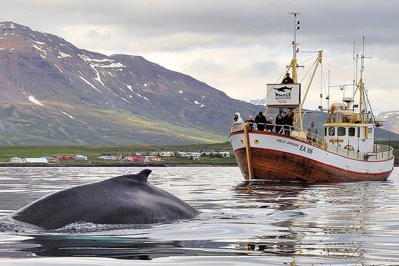 Excursion d'observation des baleines et de pêche en mer