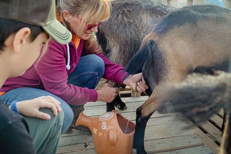 Expérience de fabrication de lait et de fromage de chèvre Sifnos