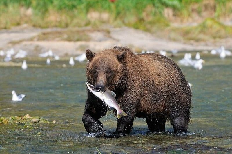 Safari animalier et observation des ours depuis Skagway