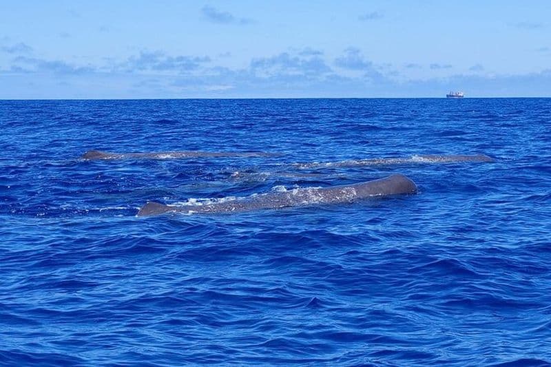 São Miguel, Açores: Excursion d'observation des baleines et des dauphins