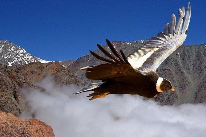 Excursion privée d'une demi-journée dans le Valle Nevado avec fromage et vin neutre en carbone