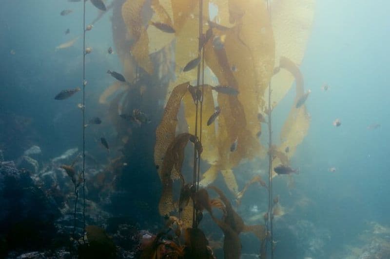 Excursion de plongée avec tuba à Magic Island