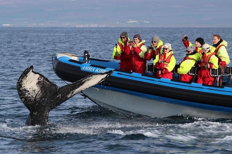 Safari original sur les grandes baleines et macareux au départ de Húsavík