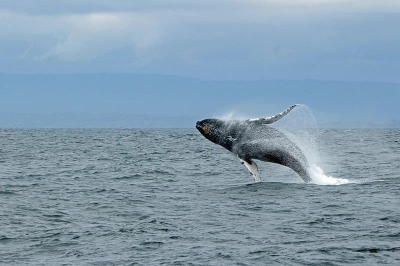 Observation de la faune, tourisme et observation des baleines Quête