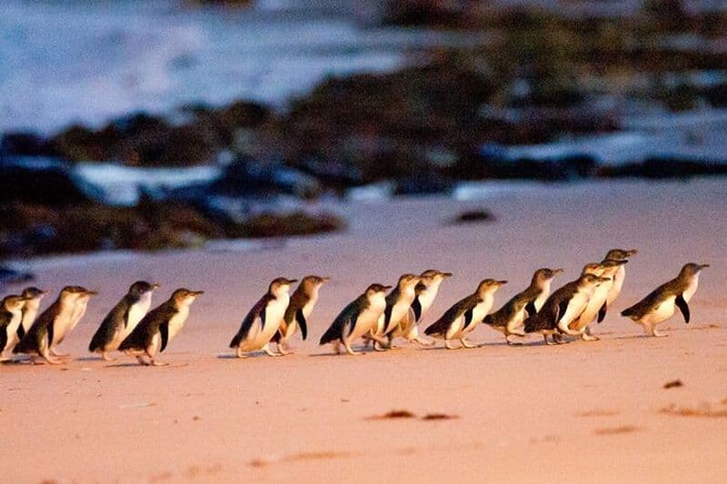 De Phillip Island : Visite du vin et de la faune avec Penguin Parade