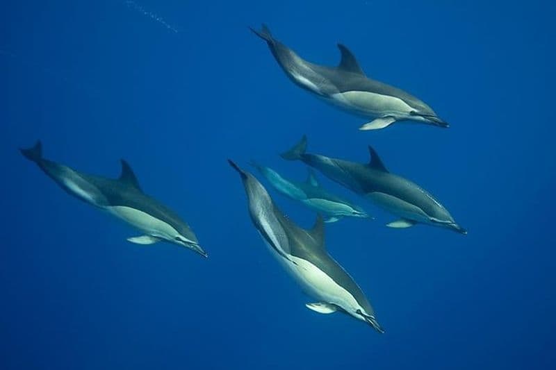Nagez avec les dauphins sauvages aux Açores
