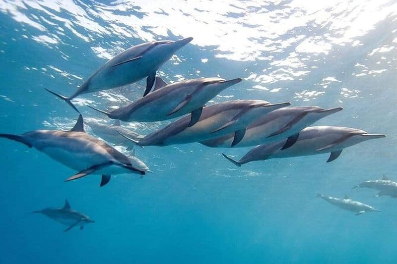 Rencontres avec les dauphins et Sud-Ouest privé de Maurice Journée complète