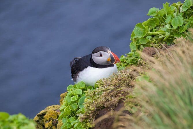 Visite en VTT des panoramas volcaniques et du paradis des macareux