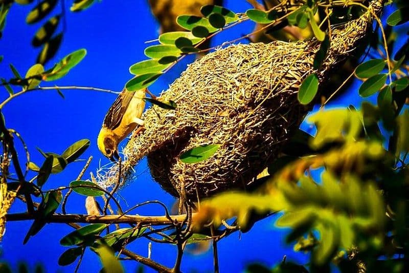 Activités d'observation des oiseaux à Bagan