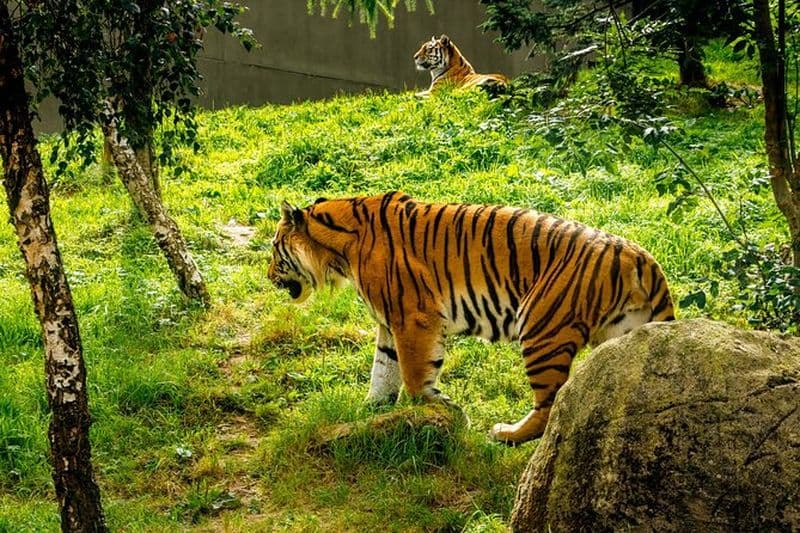 Billets coupe-file et transferts privés pour le zoo de Dublin