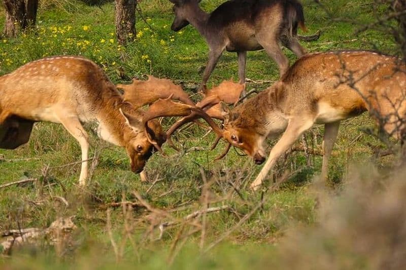 Zeeland cerf rugissant rut Safari NL/DE