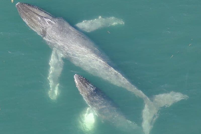 Observation des baleines en Alaska avec bonus Drone observation des baleines
