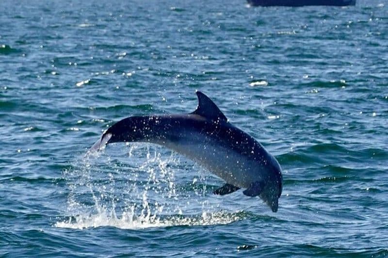 Visite écologique de découverte des dauphins
