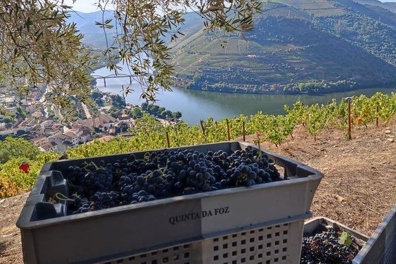 Vallée du Douro Pinhao Quinta da Foz Visite et dégustation 5 vins