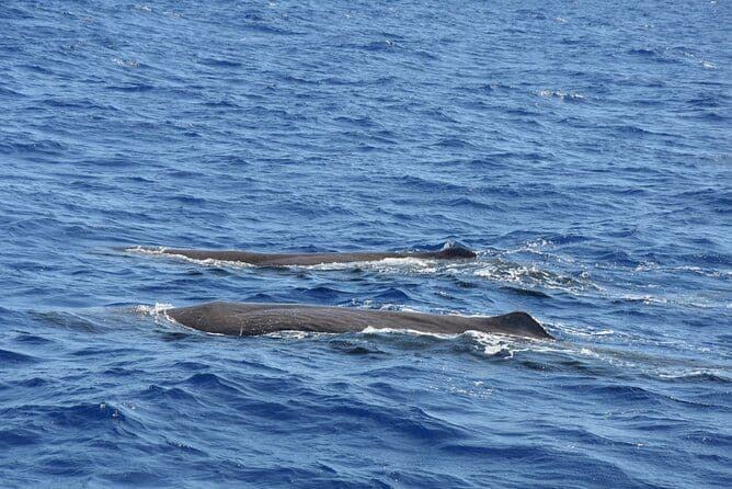 Activité d'observation des baleines sur la côte nord