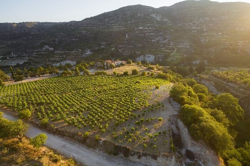 Visite privée d'une journée complète des vins de Chypre au départ d'Alaminos