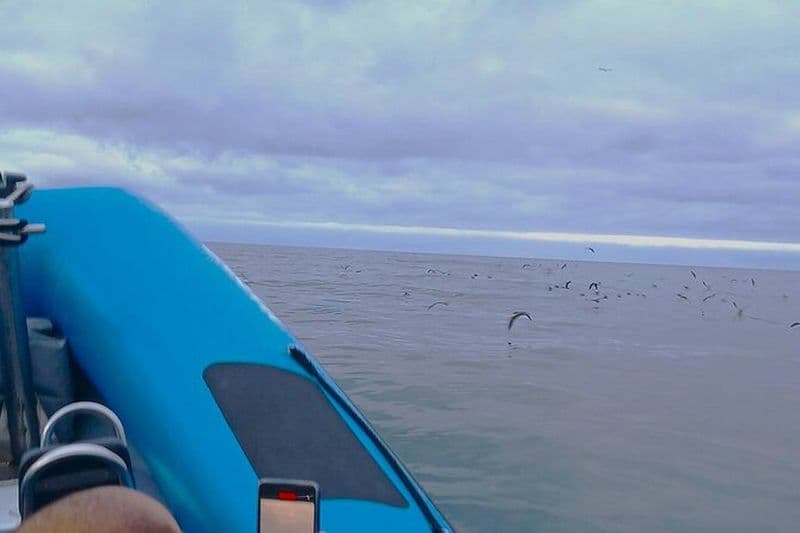 Observation des oiseaux et visite des îlots à Vila Franca do Campo