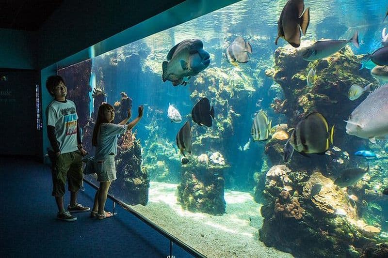 Forfait Aquarium à Nouméa's avec Entrée avec Hop-on Hop-Off
