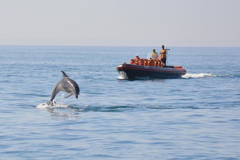 Observation des dauphins et visite des grottes au départ de Vilamoura