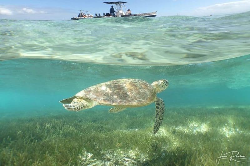 Excursion Tortues à Signal Island au départ de Nouméa